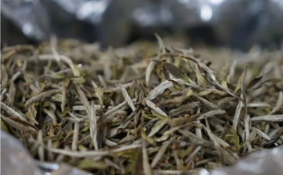 The Correct Storage Method for White Tea, Precautions for Storing White Tea