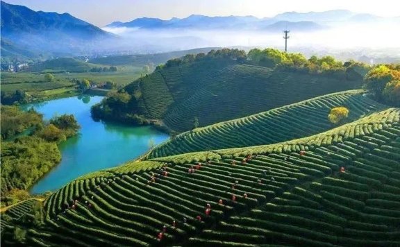 Changdian Village: Village-level Consultations Yield Tea Industry Growth