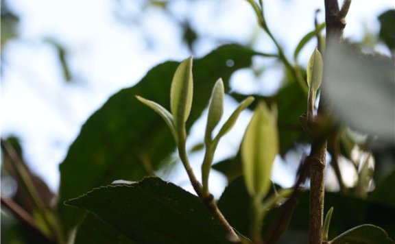 The Arrival of Spring: How to Drink Pu’er Tea Most Appropriately?