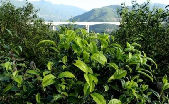 A Unique Flavor from Mt. Linchang: The Xigui Tea, Aroma and Sweet Aftertaste in Every Sip