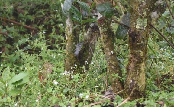 Characteristics of the Ancient Tree Tea from Bulang Mountain