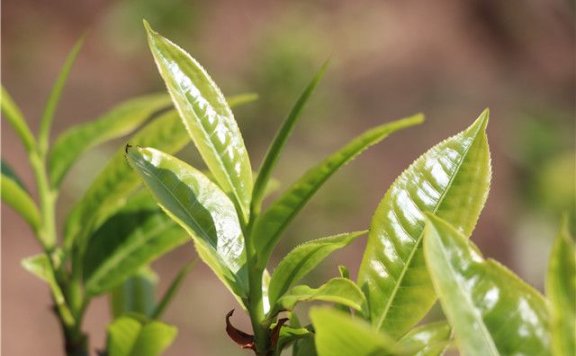 Puer Tea “Pure Material”: Is It Really Pure?