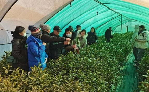 Linyi: Provincial Tea Industry Technology System Conducts Cold Resistance Trials and Demonstrations for Tea Plants in Feixian County