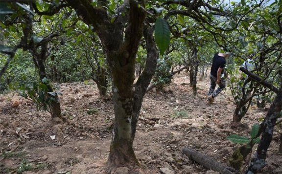 Characteristics of Bingdao Dijie Ancient Tree Tea