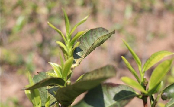 Spring Tea or Autumn Tea: Which is Better?