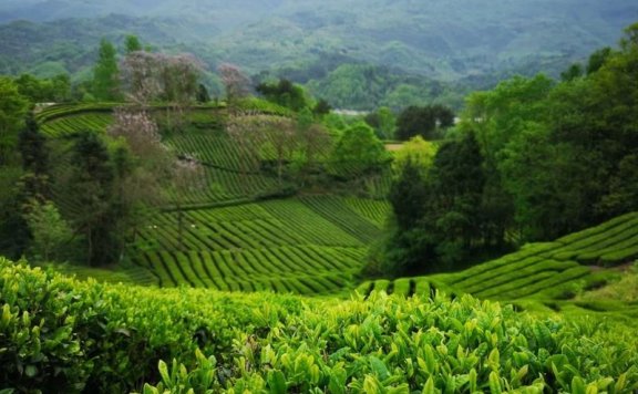 Preventive Measures for the Tea Plant’s Late Spring Cold