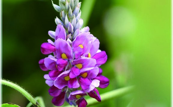 Kudzu Flower Tea: Its Benefits and Brewing Method, a Natural Beverage to Revitalize You