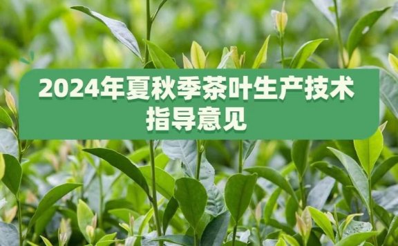 Technical Guidelines for Tea Production in Summer and Autumn 2024 Released by the Ministry of Agriculture and Rural Affairs