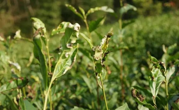 Controlling Tea Tree Pests and Diseases in an Environmentally Friendly Way: Reliable!