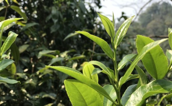 The New Tea Beverage Industry Accelerates Its Transformation Towards Healthier Options