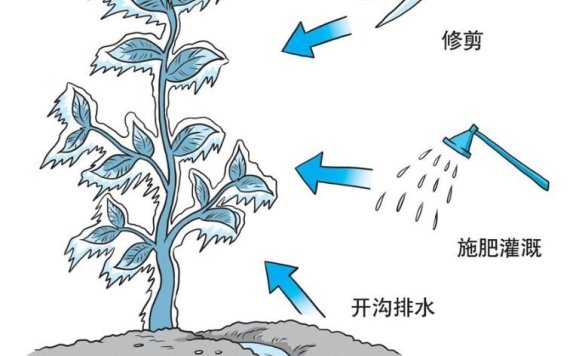 Q&A on Scientific Tea Planting: How to Care for and Revitalize Tea Trees After Freezing Damage?