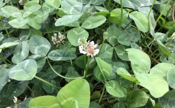 “Grass to Suppress Grass” Method: Intercropping White Clover in Tea Gardens