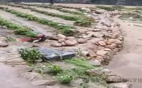 Tongcheng Kangzhiyuan Family Farm Science and Technology Volunteer Service Team: Emergency Science Popularization — Recovery Measures for Tea Garden Flood Damage