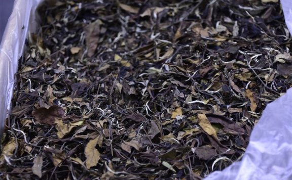 White Tea: Loose Leaf vs. Compressed—A Journey of Flavor and Choice