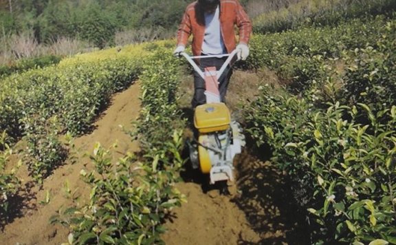 Albino Tea Garden Cultivation and Soil Management Techniques