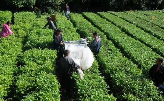 Specific Measures for Mechanical Tea Pruning