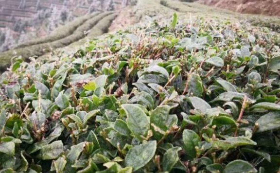 Countermeasures to Prevent Frost Damage in Tea Trees During Winter with Significant Temperature Drops