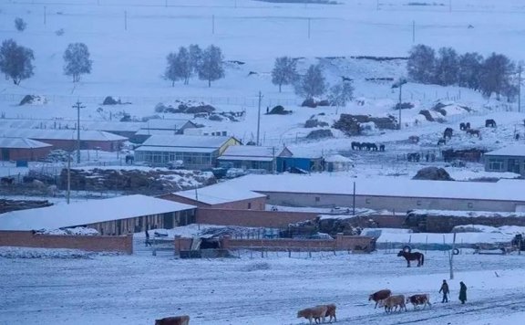 Heavy Snow: Storing Worries for Winter, Savoring the Flow of Years in Tea Aroma