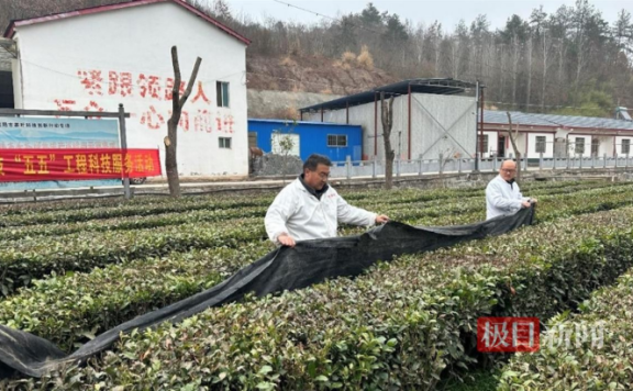 Agricultural Experts Offer Advice to Tea Growers to Ensure Spring Tea Sales Are Not Affected