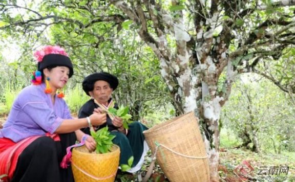 Mannuodazhai, Manghai County, Yunnan: Happiness Comes with the Aroma of Tea