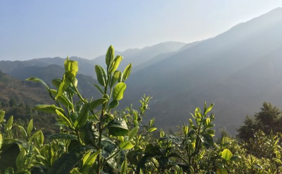 Pu’er Tea Production: The Metamorphosis of a Single Leaf