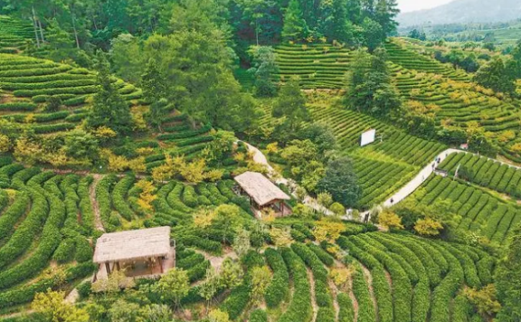 Why does Wuyishan produce fine tea? The “Three Teas” initiative spreads its fragrance far and wide!