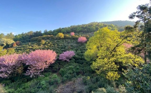 Processing Technology: The Manufacturing Process and Key Points of Dongting Mountain Biluochun Tea from Suzhou