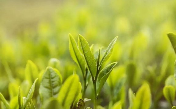 Is Spring Tea Simply Tea from Spring? Beware, It Might Be “Fake” Spring Tea!