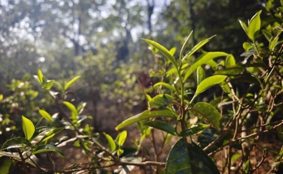 Jingmai Mountain Welcomes Its First Spring Tea Harvest Season After World Heritage Success