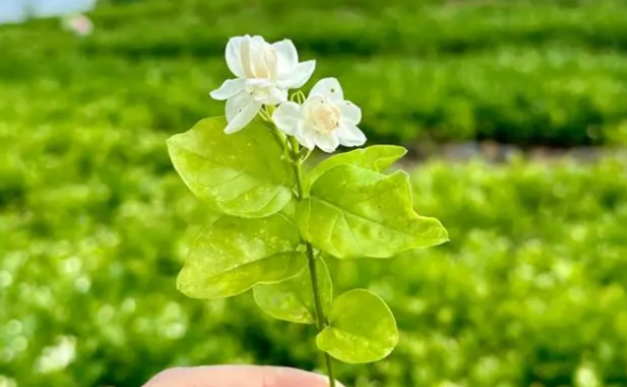 Intangible Cultural Heritage: The Jasmine Snowball, a Dive into the Sea of Jasmine