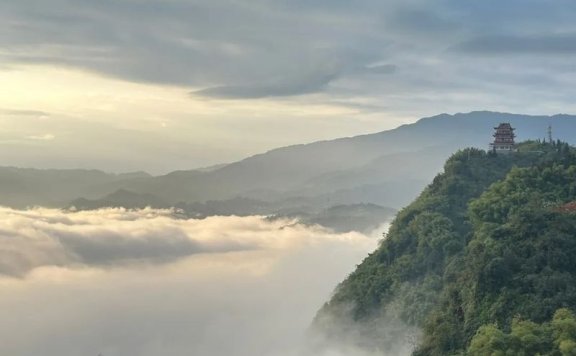 Pingshan County’s Longhua Town: Enhanced Quality and Efficiency Yield New Greenery, Summer and Autumn Tea Bountiful Harvests