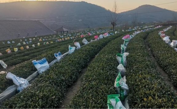 Rizhao City: Technical Guidance for Tea Gardens Dealing with Extreme Weather