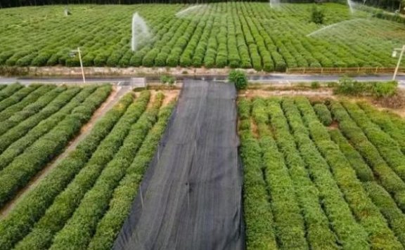 Facing the Heatwave, Tea Villages in the West Lake Scenic Area Have Measures to Protect Their Crops