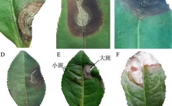 Identification and Control of Tea Grey Blight