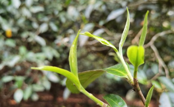 Price of 2024 Mengsong Huzhuliangzi Spring Tea