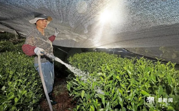 Hangzhou Endures High Temperatures as Tea Farmers Water to Fight Drought