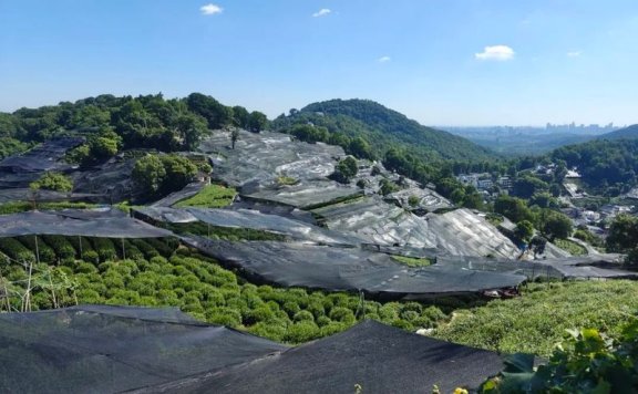 Wengjia Mountain Village Tea Garden: Greenery Unreduced, Drought Resistance in Progress!