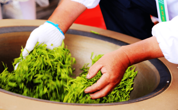 How to Pan-Fry Tea Leaves? [Step-by-Step Guide to Making Tea from Harvest to Finished Product]