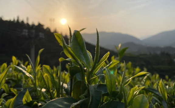 Where is Dahongpao tea produced?