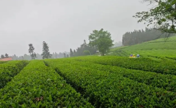 Wugang’s Agricultural Special Feature: Turning Small Tea Leaves into a Big Industry