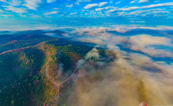 Puer: Jingmai Mountain Has Not Only Ancient Tea Trees but Also Winter Cherry Blossoms over Thousands of Mu