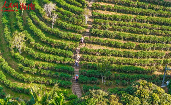 Wuzhishan, Hainan: Green Mountains and Clear Waters Nurture “Golden Leaves”