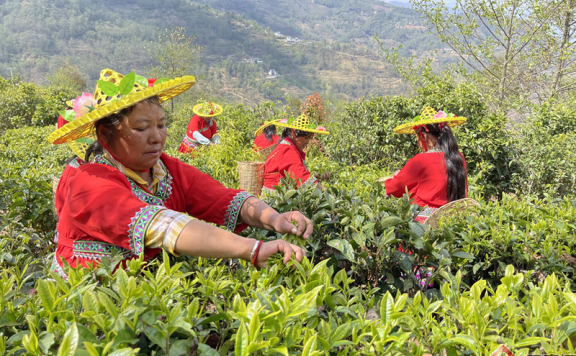 Yunnan Fengqing: There’s an Ancient Tea Called “Jinxiu Tea King”