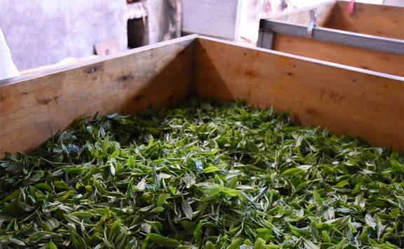 The Tea-Making Skills of Qimen Black Tea