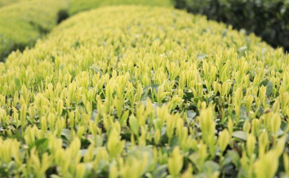 Weekly Tea Knowledge: I Know the Fresh Taste! Let’s Talk About the Whitening and Yellowing of Tea Leaves ①