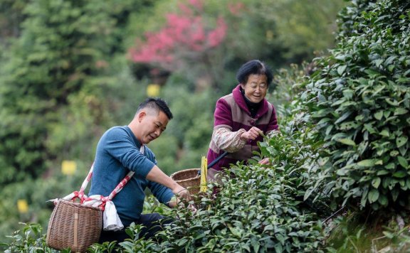 Huangshan Maofeng Tea Price per Pound: Unveiling the Pricing Secrets!