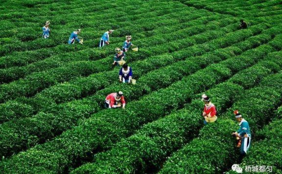 Duyun: Four Measures to Ensure Continuous Growth in Maojian Tea Sales