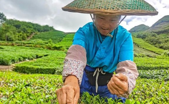 Guiting Cloudy Mist Tribute Tea: Summer and Autumn Tea Production Boosts the Green Industry, Extending Development “Dividends”