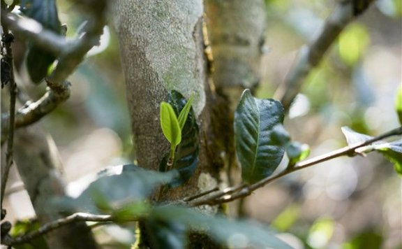 What is Ming-Qian Spring Tea?