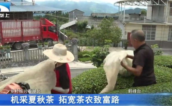 Enshi Prefecture’s Mechanized Summer and Autumn Tea Harvest Paves a Path to Prosperity for Tea Farmers